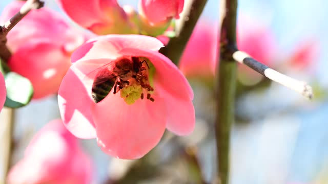 Bee working inside pink flower.