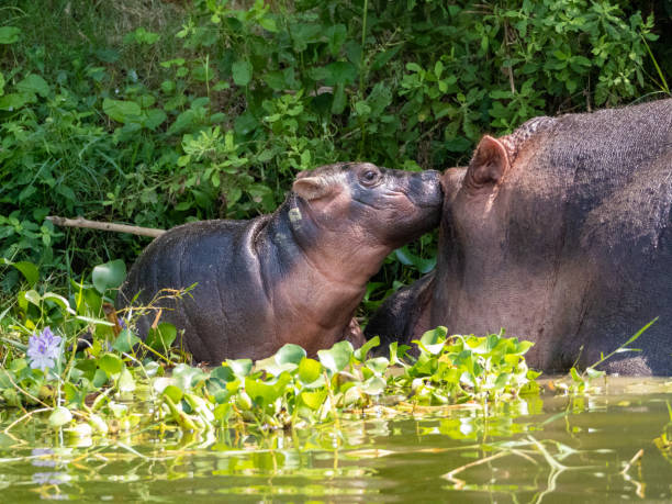 hippopotamus amphibius at the kazinga channel in uganda. here a mother hippopotamus with her baby. - albert schweitzer стоковые фото и изображения