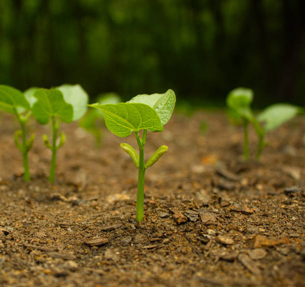 istock Rows of young plant sprouts on the ground (Bean seed). 2033153638