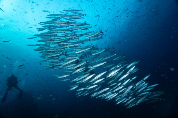 istock Barracuda at Chumphon pinnacle kohtao thailand 2033154192