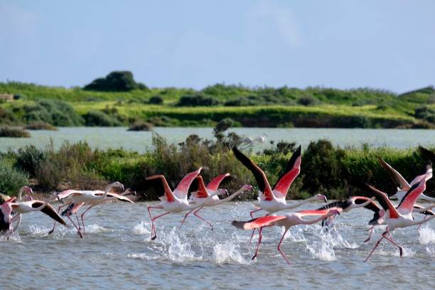 Flamingos in the Ria Formosa Natural Park