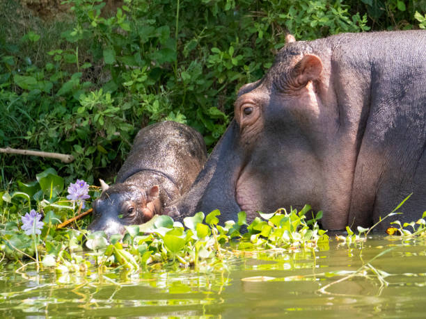 hippopotamus amphibius at the kazinga channel in uganda. here a mother hippopotamus with her baby. - albert schweitzer стоковые фото и изображения