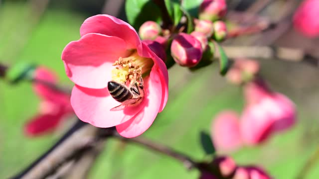 Bee working inside pink flower.