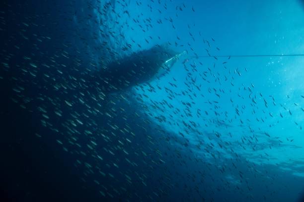 istock bluewater at  whiterock  kohtao thailand 2033157496