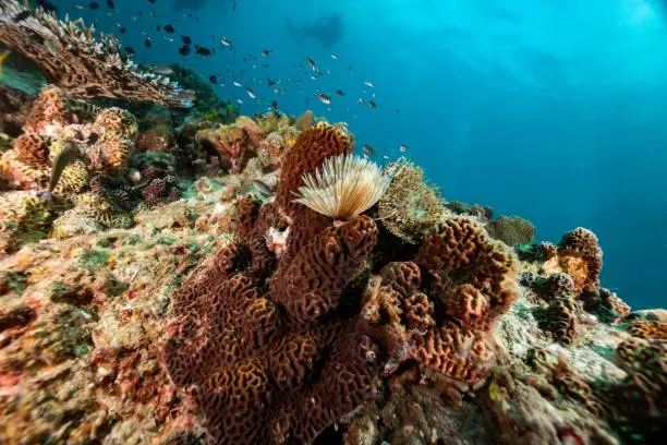Colorful reef   bluewater at  chumphon pinnacle kohtao thailand