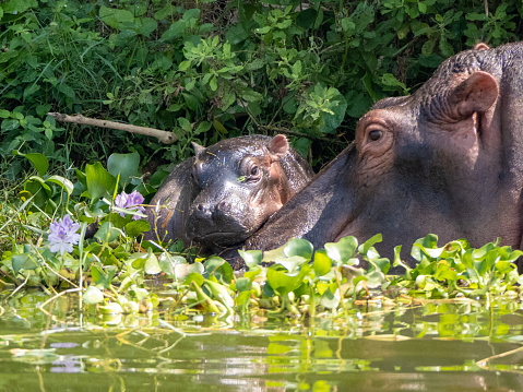 Hippopotamus amphibius at the Kazinga Channel in Uganda. Here a mother hippopotamus with her baby.
The Kazinga Channel is a wide, 32 km long natural canal in Uganda that connects Lake George with the larger Lake Edward.