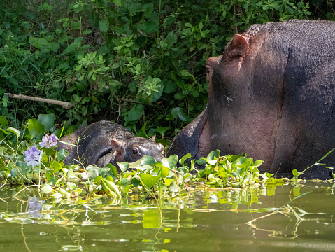 Hippopotamus amphibius at the Kazinga Channel in Uganda. Here a mother hippopotamus with her baby.
The Kazinga Channel is a wide, 32 km long natural canal in Uganda that connects Lake George with the larger Lake Edward.