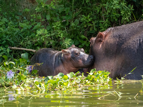 Hippopotamus amphibius at the Kazinga Channel in Uganda. Here a mother hippopotamus with her baby.
The Kazinga Channel is a wide, 32 km long natural canal in Uganda that connects Lake George with the larger Lake Edward.