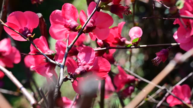 Close-up of Japanese quince flowers.