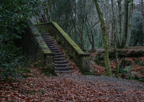 Abandoned stairs in the woods