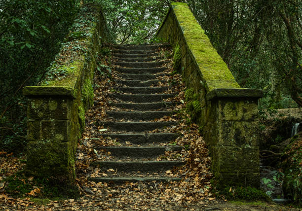 Abandoned stairs in the woods