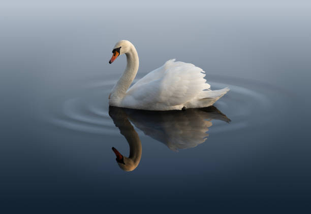 istock A mute swan swimming on a still pond 2033194587