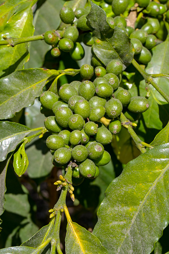 Coffee beans ripening in a plantation in south America