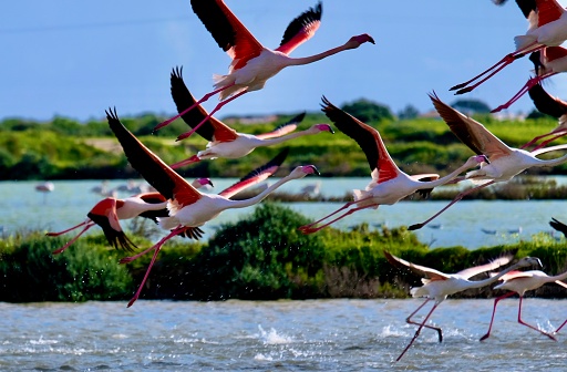 Flamingos in the Ria Formosa Natural Park, Algarve, Portugal