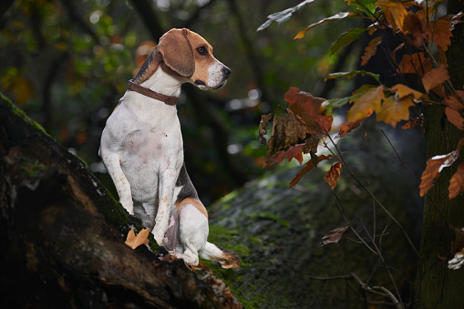 Beagle purebred dog outdoor in late warm sunlight