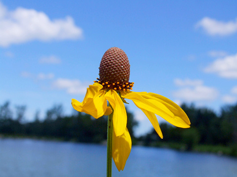 A yellow petalled flower stands in contrast to the blue sky and water in the background.