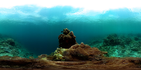 Soft corals and fishes underwater world. Tropical fish life scenery. 360-Degree view.