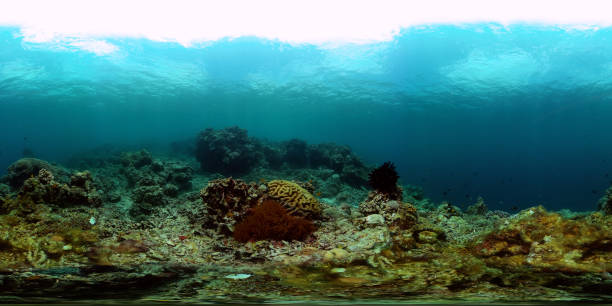 istock Underwater world with coral reef and fish. 2033262051