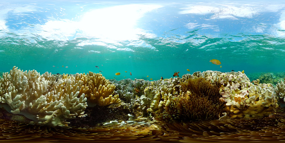 Snorkeling in the beautiful sea of Mauritius protected by the reef on the Indian Ocean