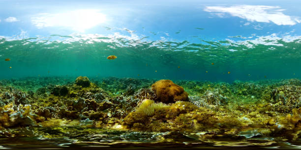 istock Underwater world with colorful fish and corals. 2033269350