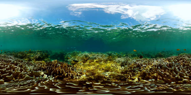 istock Underwater world with coral and fish. 2033270924