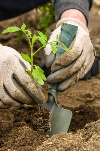 istock Farmer planting tomatoes in an organic garden 2033277695