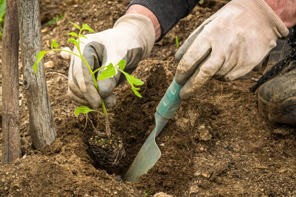 istock Farmer planting tomatoes in an organic garden 2033277702