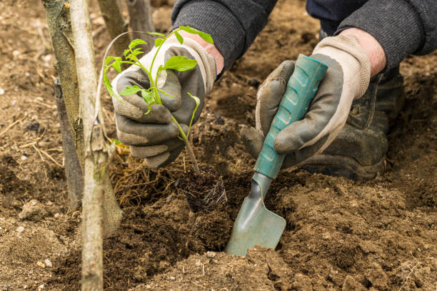 istock Farmer planting tomatoes in an organic garden 2033277714