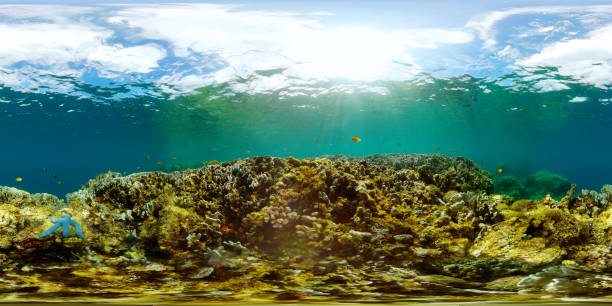 istock Coral reef and tropical fish underwater. 2033279263