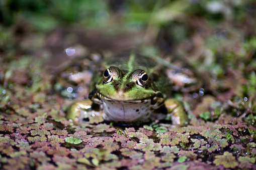 The Marsh Frog (Pelophylax ridibundus), a species native to Europe and Western Asia.