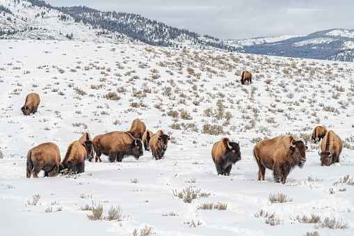 Large Bison or buffalo herd moving and grazing in deep snow in the Yellowstone ecosystem in Wyoming, in western USA of North America. Nearest cities are Gardiner, Cooke City, Bozeman, and Billings Montana, Denver, Colorado, Salt Lake City, Utah and Jackson, Wyoming.