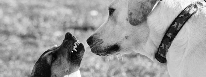 Horizontal banner or header with a small dog growls with anger and mistrust towards a labrador that seems quiet.