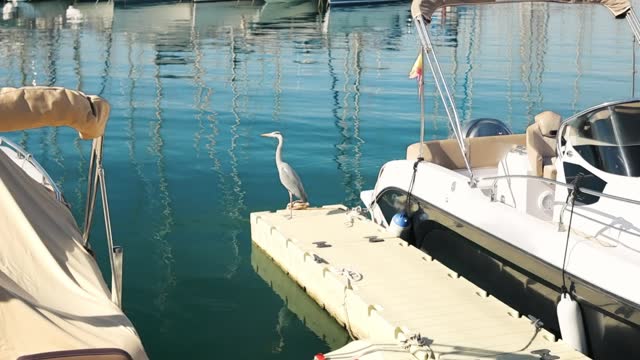 a white heron stands on a pantone, a heron stands waiting for fish around the white yachts