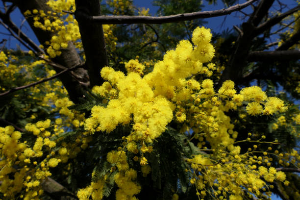 istock Yellow mimosa flowers. Acacia dealbata. 2033320867