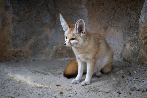 The Fennec Fox (Vulpes zerda), a small fox native to the deserts of North Africa.