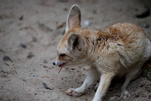 The Fennec Fox (Vulpes zerda), a small fox native to the deserts of North Africa.