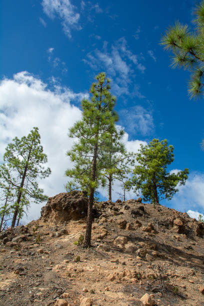 istock Pine trees on a mountain on Gran Ganaria island 2033359123