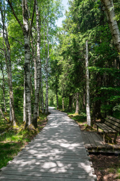Black moor with trees  in the Rhoen, Bavaria, Germany,  with a new moor path and  park bench