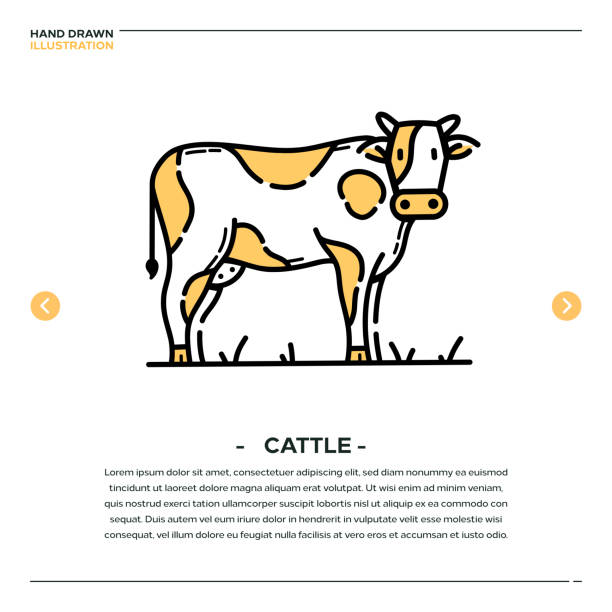 Cattle Hand Drawn Icon Design Cattle, Husbandry, Cow Hand Drawn Icon Design herd of cows stock illustrations