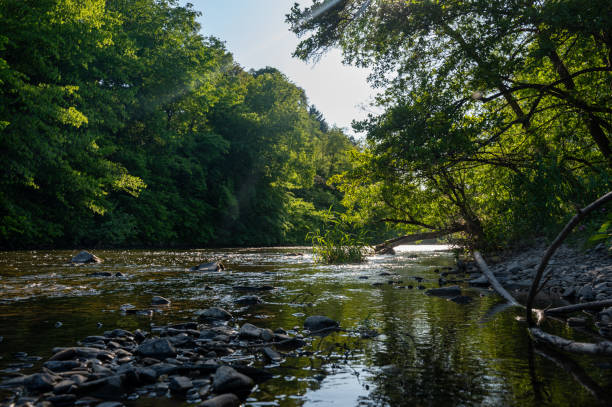 istock A small river with trees on the bank 2033373300