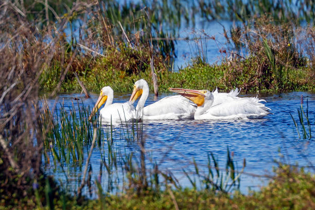 American Winged Pelicans stock photo