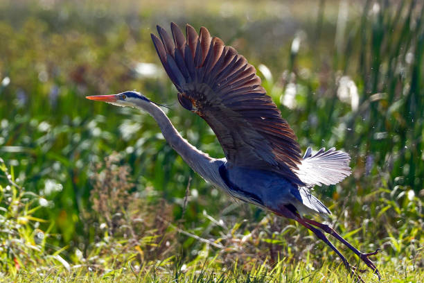 Great Blue Heron stock photo
