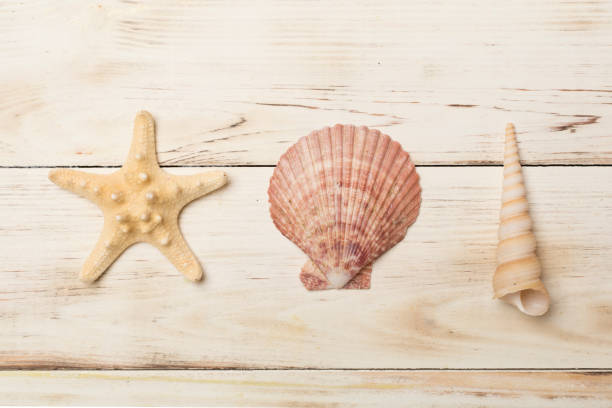 Sea shells on wooden background, top view