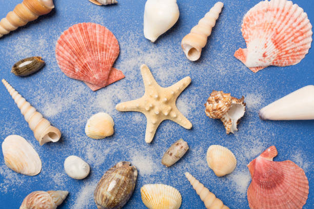 istock Sea shells on color background, top view 2033379591