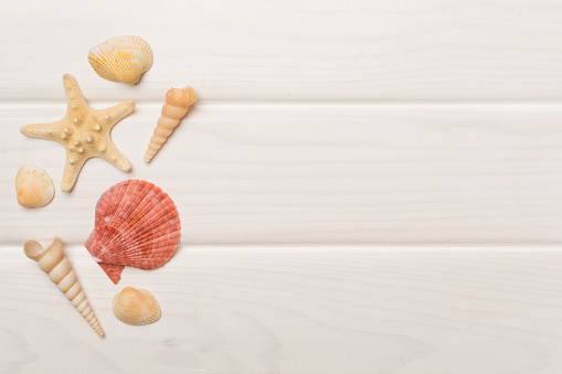 Sea shells on wooden background, top view