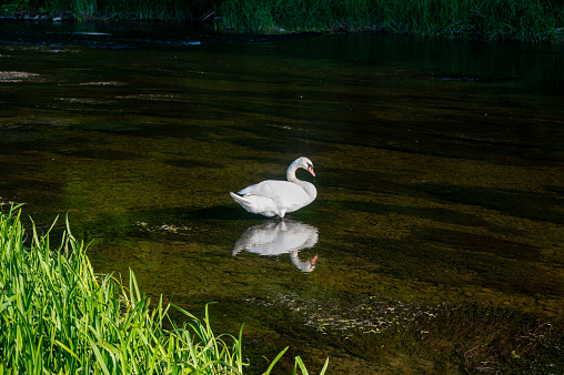 A white swan (Cygnus) stands in the shallow water of a small river in green nature