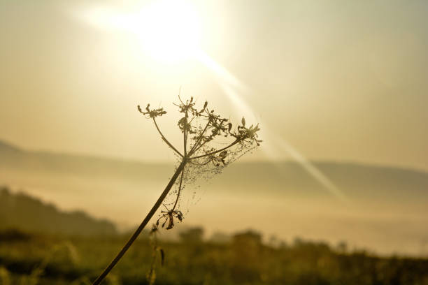Plant with a spider web and dew drops on an early morning with the sun