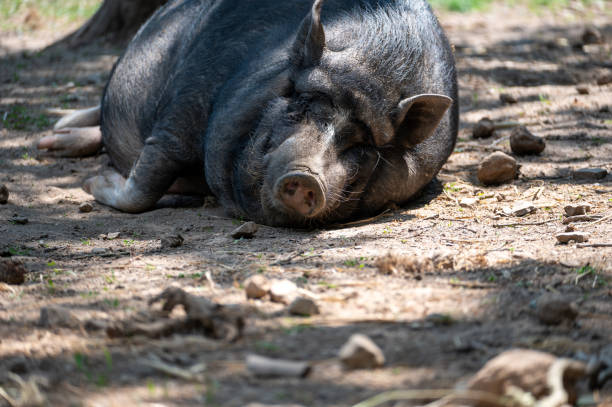 istock A wild boar lies in the sun 2033393679