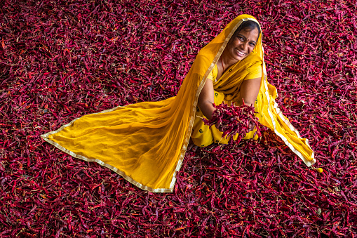 Young Indian woman sorting red chilli peppers near Jaipur. Jaipur - 