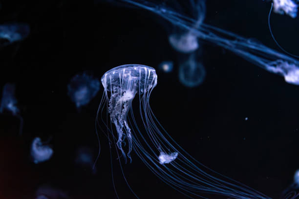 istock Fluorescent jellyfish swimming underwater aquarium pool with blue neon light 2033398696